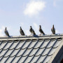Jak ochronić dach przed ptakami